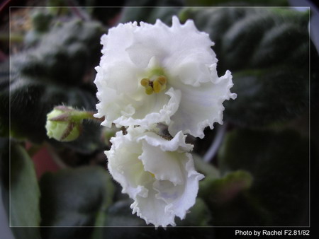 [����]Rachel������С�ǣ�P9��10 ������һĨ���ϣ�