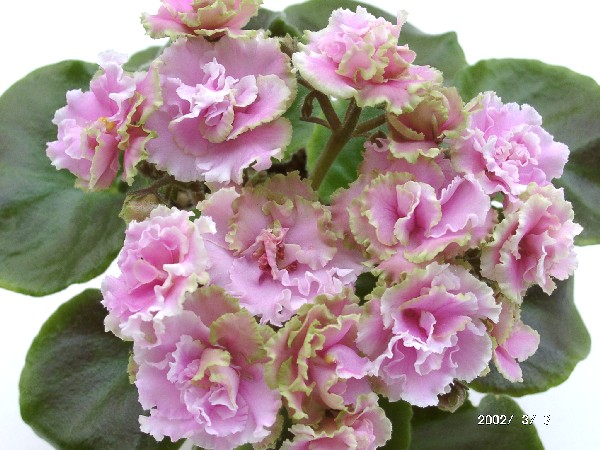 ����Ҷ��PP`!