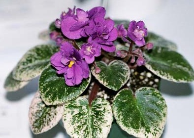 ����Ҷ��PP`!