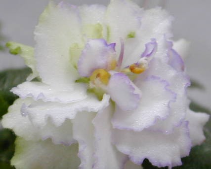 ����Ҷ��PP`!