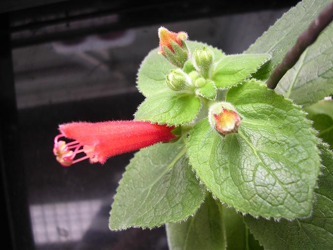 [����]����̦��������