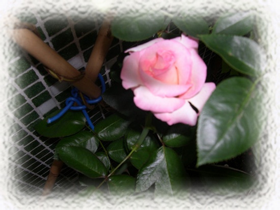 �¼�