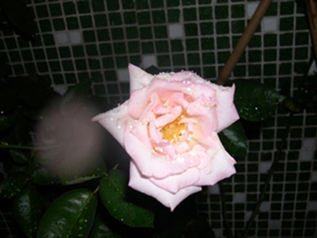 �¼�