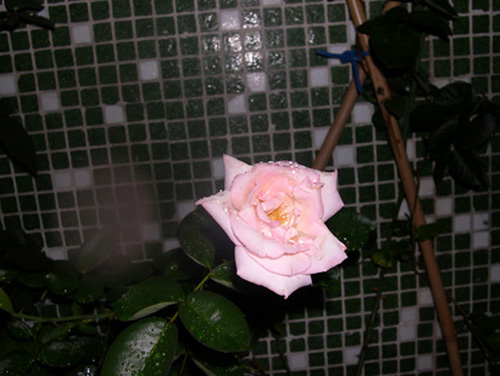�¼�