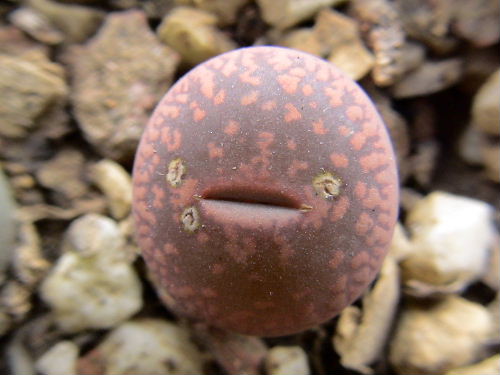 �ҵ�Сʯͷ