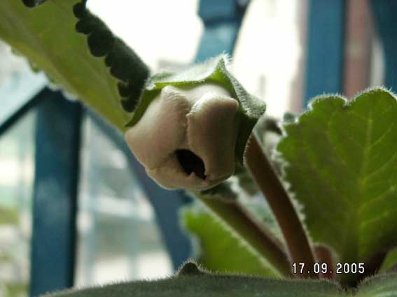 [ԭ��]�ɰ������죭������