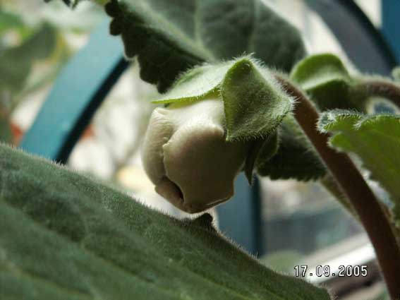 [ԭ��]�ɰ������죭������