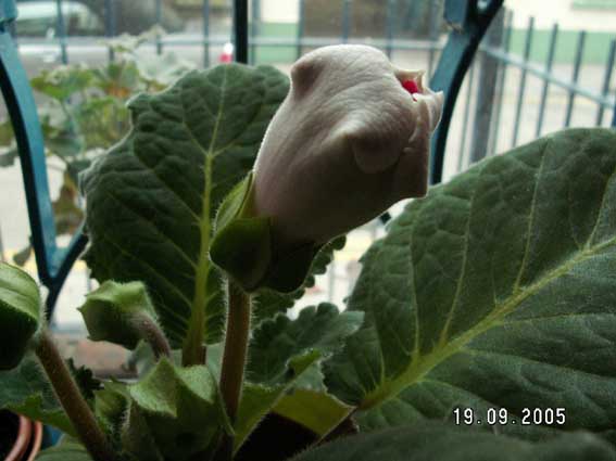 [ԭ��]�ɰ������죭������