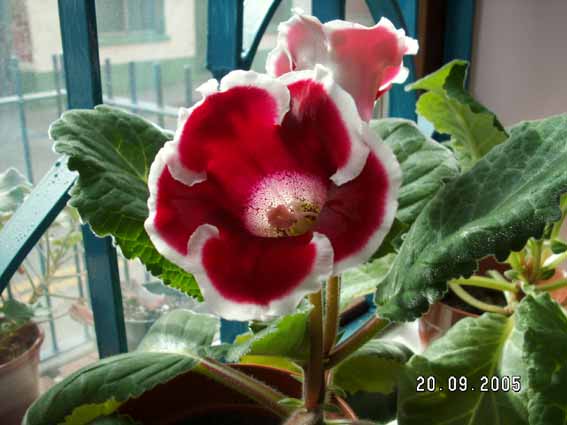 [ԭ��]�ɰ������죭������