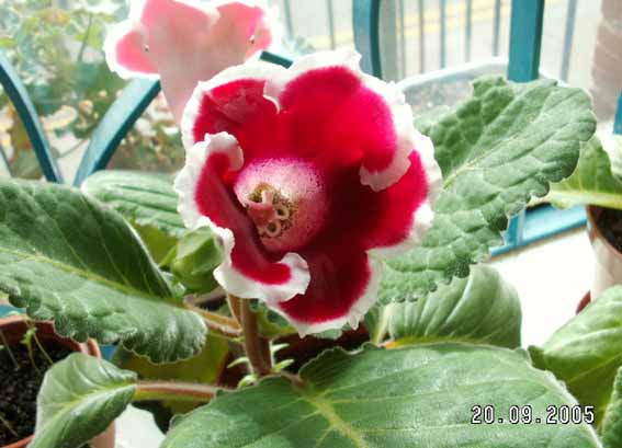 [ԭ��]�ɰ������죭������