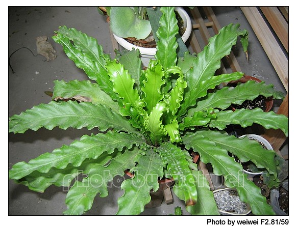 ��ĩ�ؼ�һ��,�����˵�һ��۹�ţ.(2¥ PP����,15¥������PP)