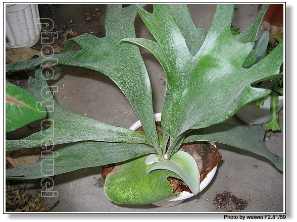 ��ĩ�ؼ�һ��,�����˵�һ��۹�ţ.(2¥ PP����,15¥������PP)