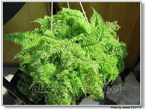 ��ĩ�ؼ�һ��,�����˵�һ��۹�ţ.(2¥ PP����,15¥������PP)