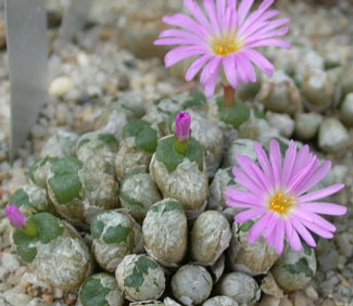 [����]��׶����---55¥��ʼ������ͨ��---