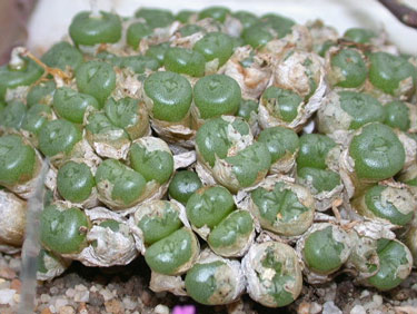 [����]��׶����---55¥��ʼ������ͨ��---