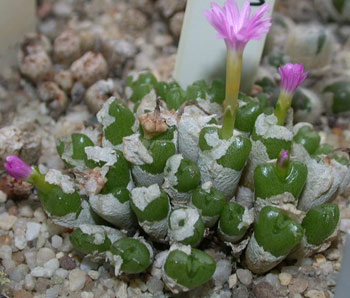 [����]��׶����---55¥��ʼ������ͨ��---