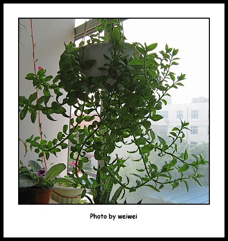 ��ĩ�ؼ�һ��,�����˵�һ��۹�ţ.(2¥ PP����,15¥������PP)