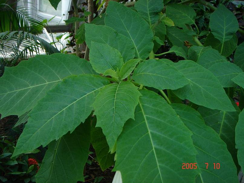 ����������ʲô��