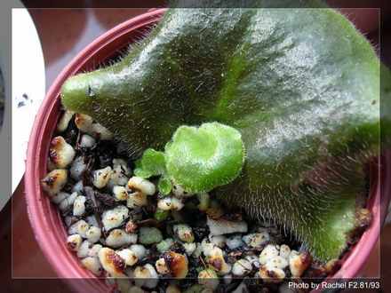 [����]Rachel������С�ǣ�P11 �������Ϻ�Сѿ��