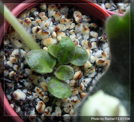 [����]Rachel������С�ǣ�P11 �������Ϻ�Сѿ��