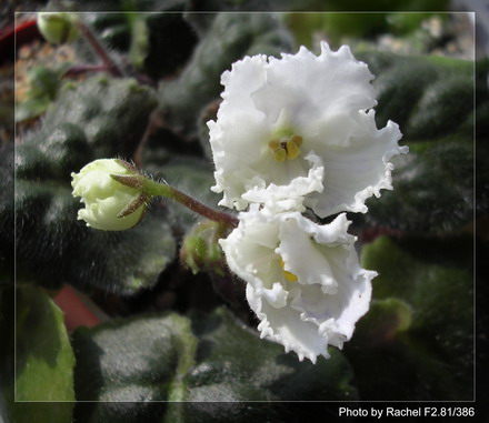 [����]Rachel������С�ǣ�P11 �������Ϻ�Сѿ��