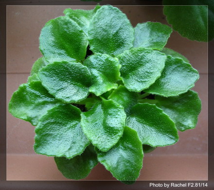 [����]Rachel������С�ǣ�P11 �������Ϻ�Сѿ��