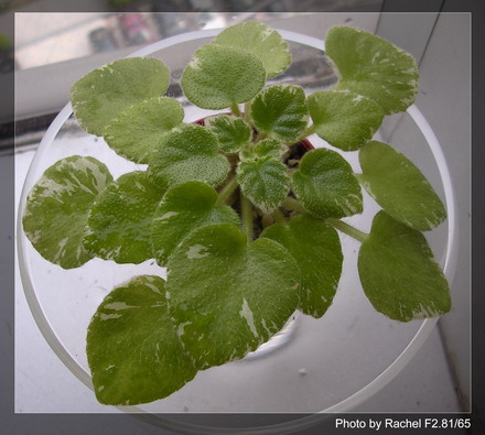 [����]Rachel������С�ǣ�P11 �������Ϻ�Сѿ��