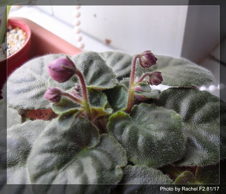 [����]Rachel������С�ǣ�P11 �������Ϻ�Сѿ��