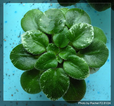 [����]Rachel������С�ǣ�P11 �������Ϻ�Сѿ��