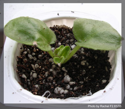 [����]Rachel������С�ǣ�P11 �������Ϻ�Сѿ��