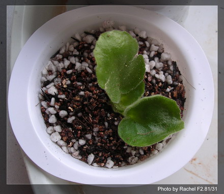 [����]Rachel������С�ǣ�P11 �������Ϻ�Сѿ��