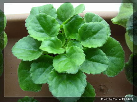 [����]Rachel������С�ǣ�P11 �������Ϻ�Сѿ��