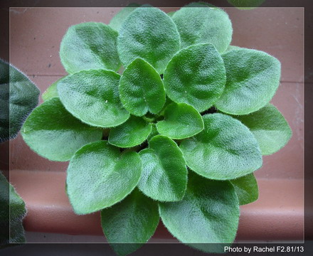 [����]Rachel������С�ǣ�P11 �������Ϻ�Сѿ��