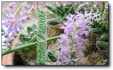 ��С������