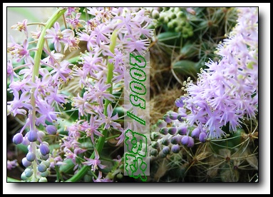 ��С������