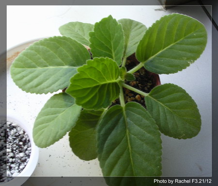 [����]Rachel������С�ǣ�