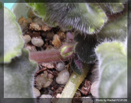 [����]Rachel������С�ǣ�