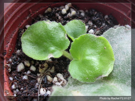 [����]Rachel������С�ǣ�