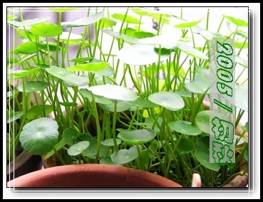 ��С������