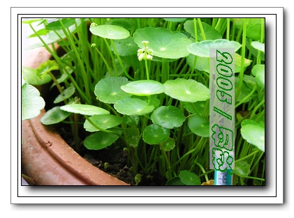 ��С������