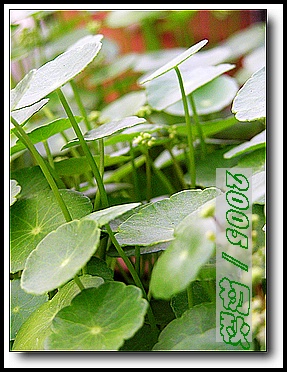 ��С������