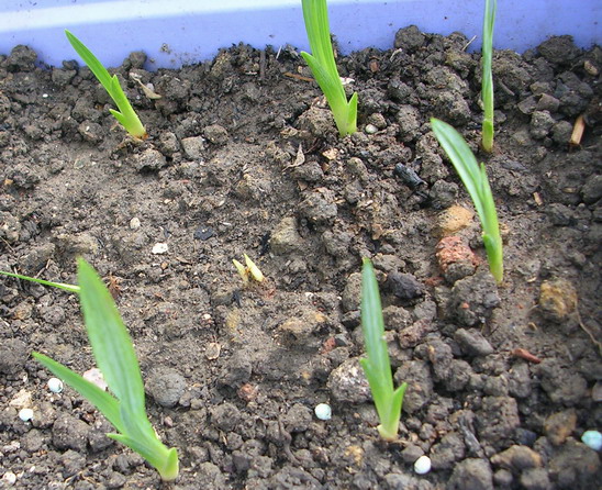 ��ʼ������