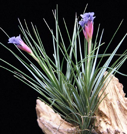 [����]��ؿ����������