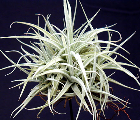 [����]��ؿ����������