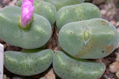 [����]��׶����---55¥��ʼ������ͨ��---