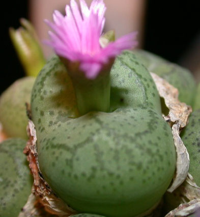 [����]��׶����---55¥��ʼ������ͨ��---