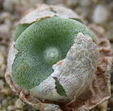 [����]��׶����---55¥��ʼ������ͨ��---