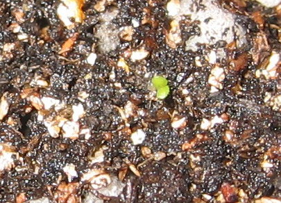 ����ͩ������ô����?