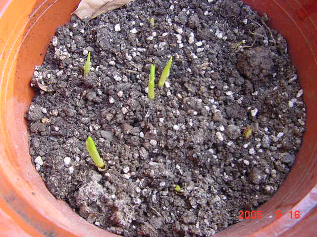 ð������ĸ��£����֡�������