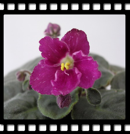 [����]Rachel������С�ǣ�P13 9�µĳ��ƣ�